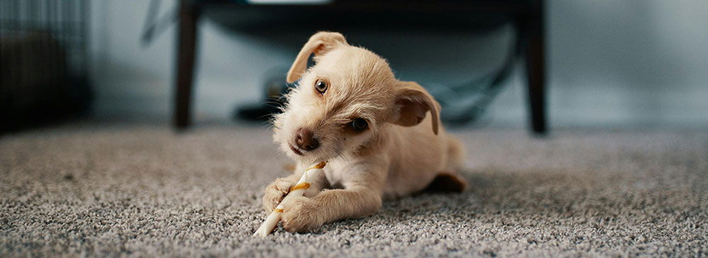 Showcase your Animal Care business to local Kelowna area customers.