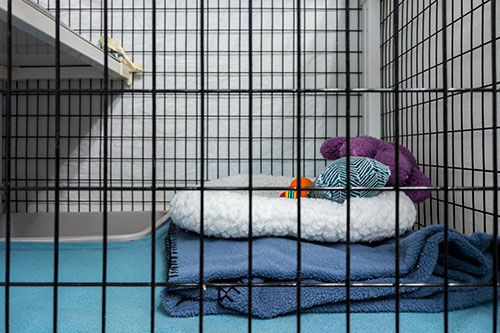Showcase your Animal Boarding business to local Kelowna area customers.