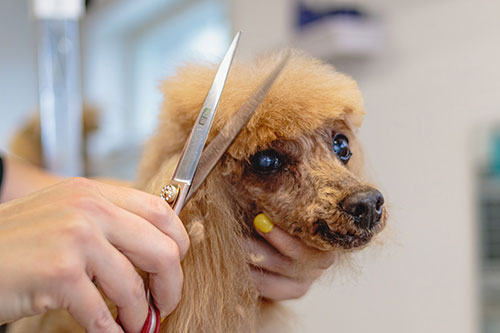 Showcase your Animal Grooming business to local Kelowna area customers.