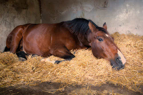 Showcase your Animal Rescue group to local Kelowna area customers.